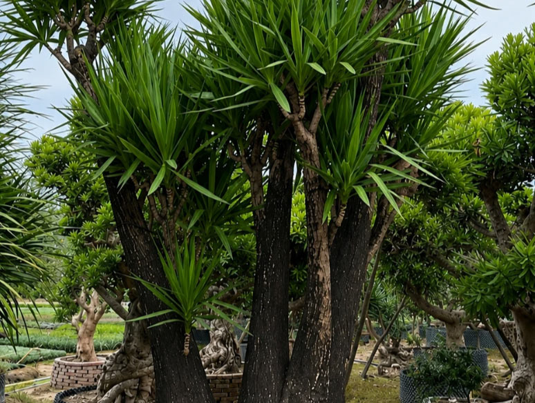 Dracaena Draco